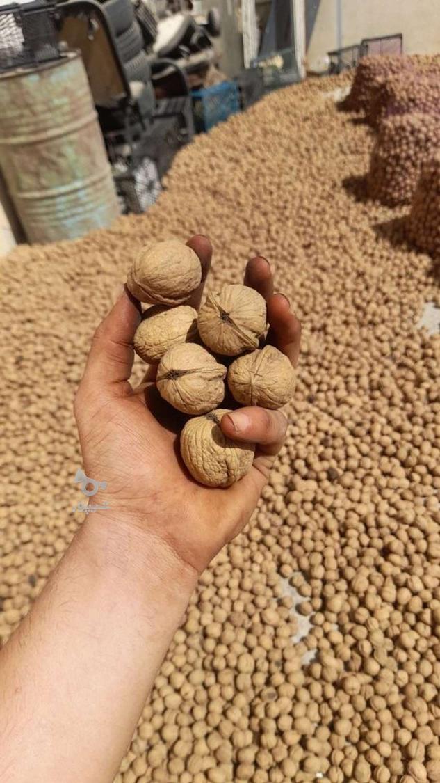 گردو درجه یک