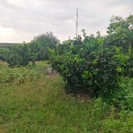 زمین مسکونی 900 متری در کلاگرکلا