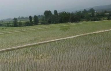 فروش زمین کشاورزی 8000 متر دابودشت دونبش سرخط