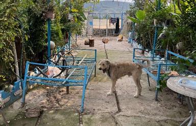 فروش ویلا 1200 متری در پرچیکلا ساری