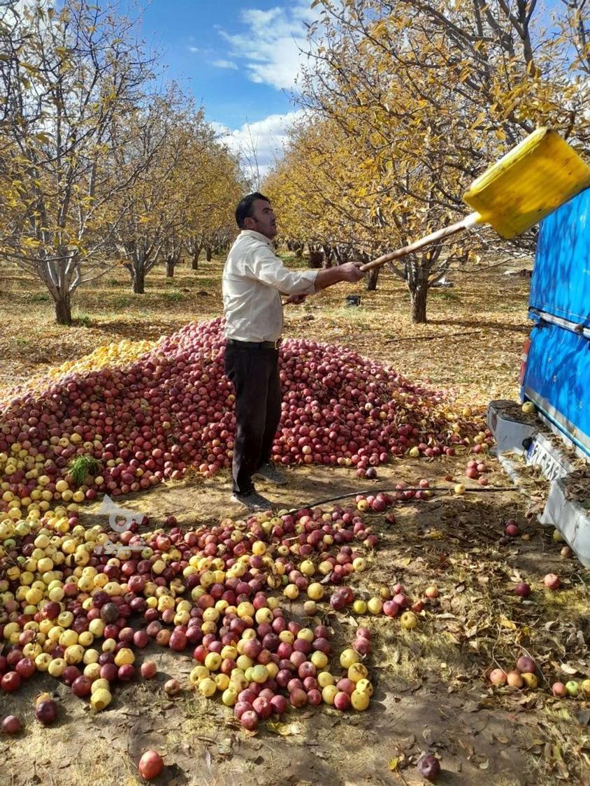 خرید سیب پا درختی