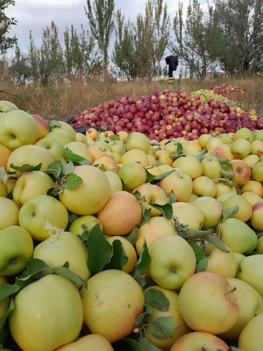 خرید سیب پا درختی