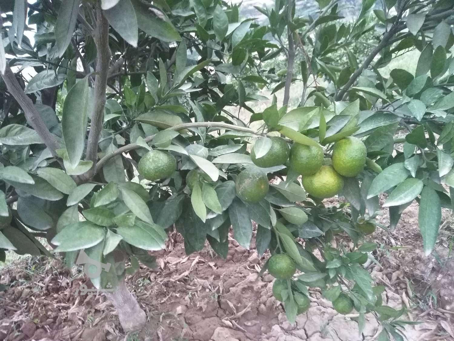 نارنگی ژاپنی