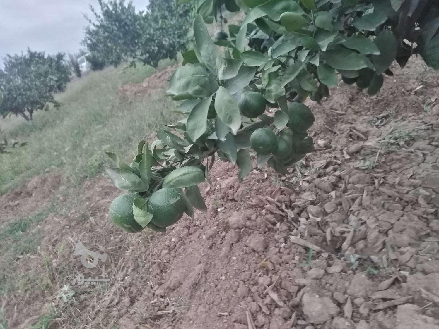 نارنگی ژاپنی