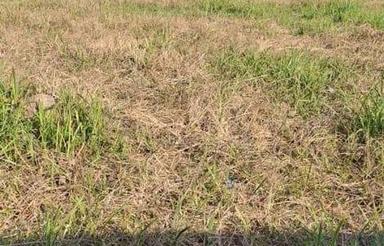 فروش زمین 1500 متر در جاده چمخاله روستا پیرپشته