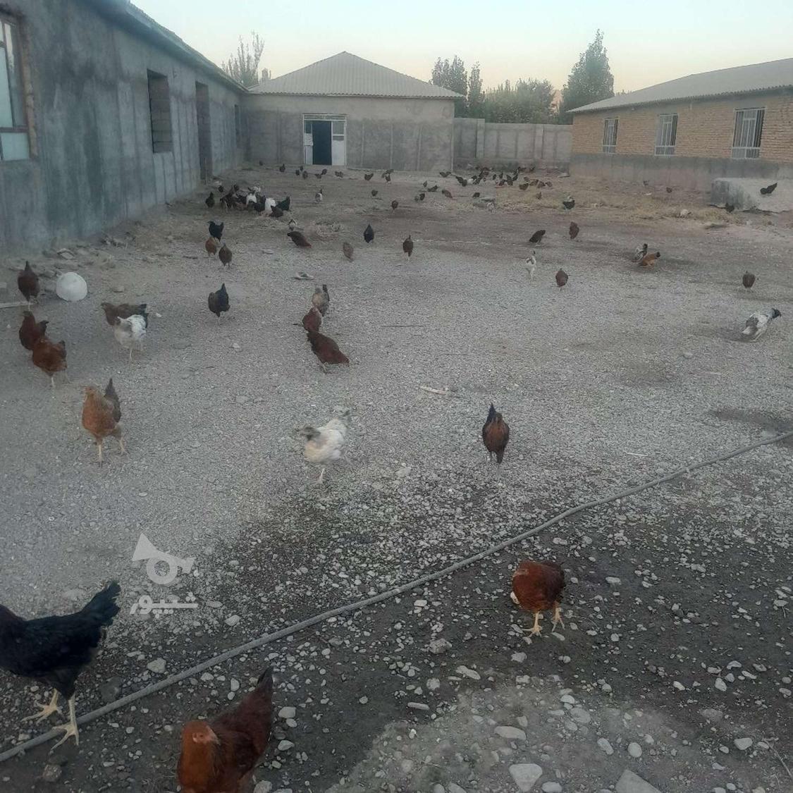 250 تا مرغ خروس