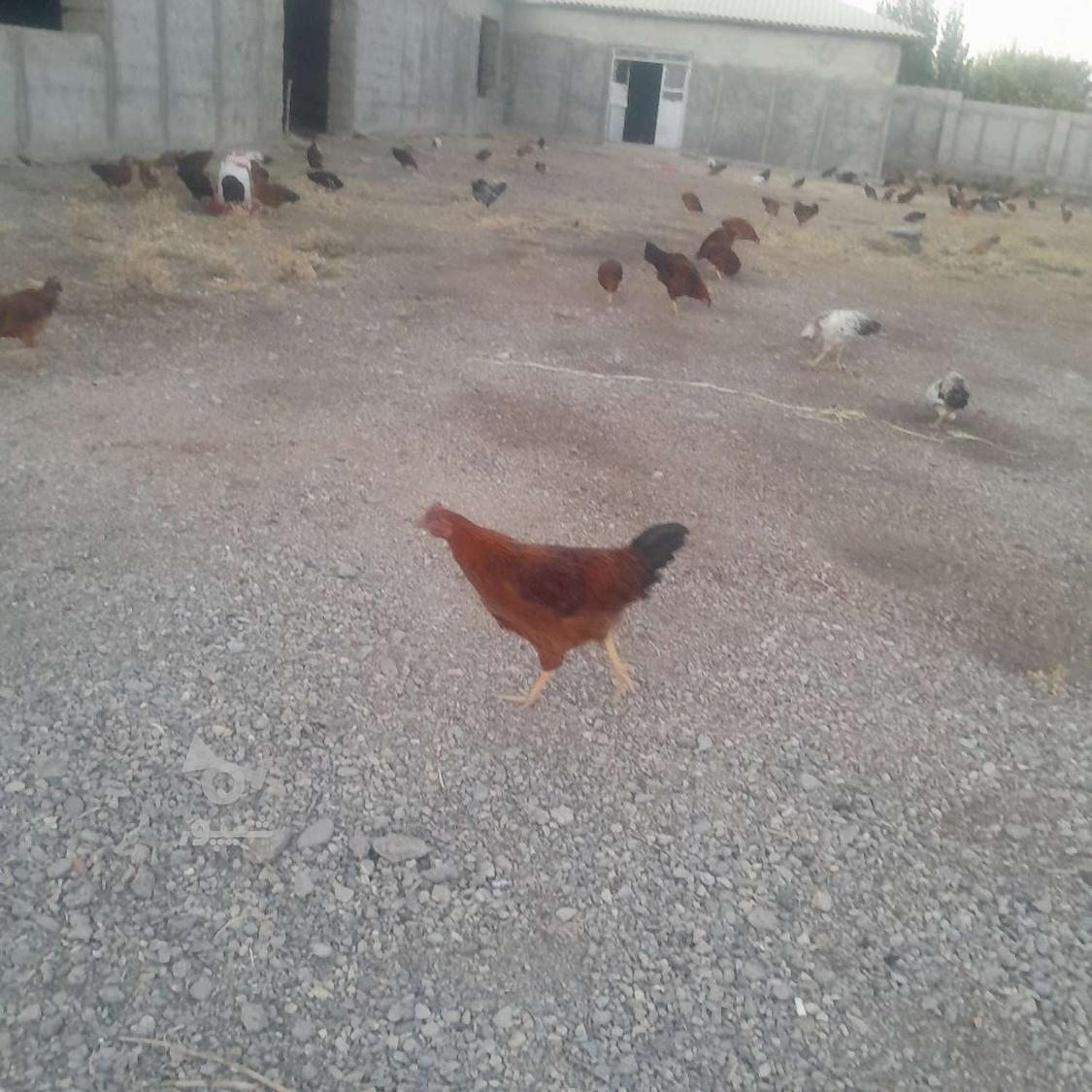 250 تا مرغ خروس