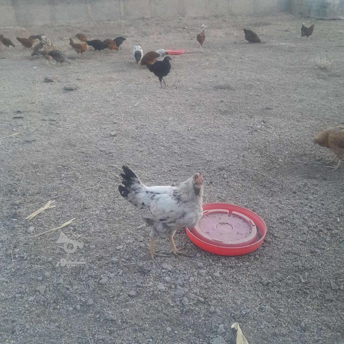 250 تا مرغ خروس