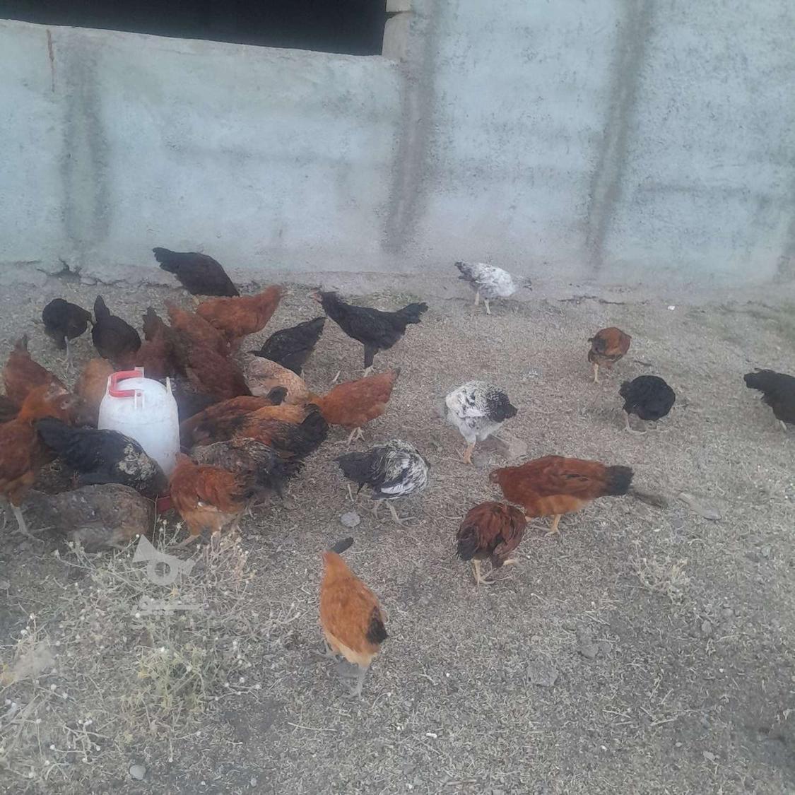 250 تا مرغ خروس