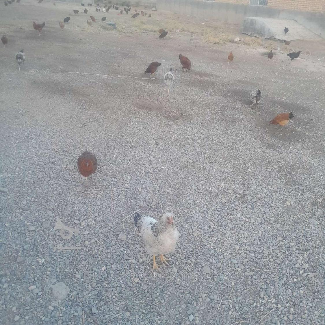 250 تا مرغ خروس