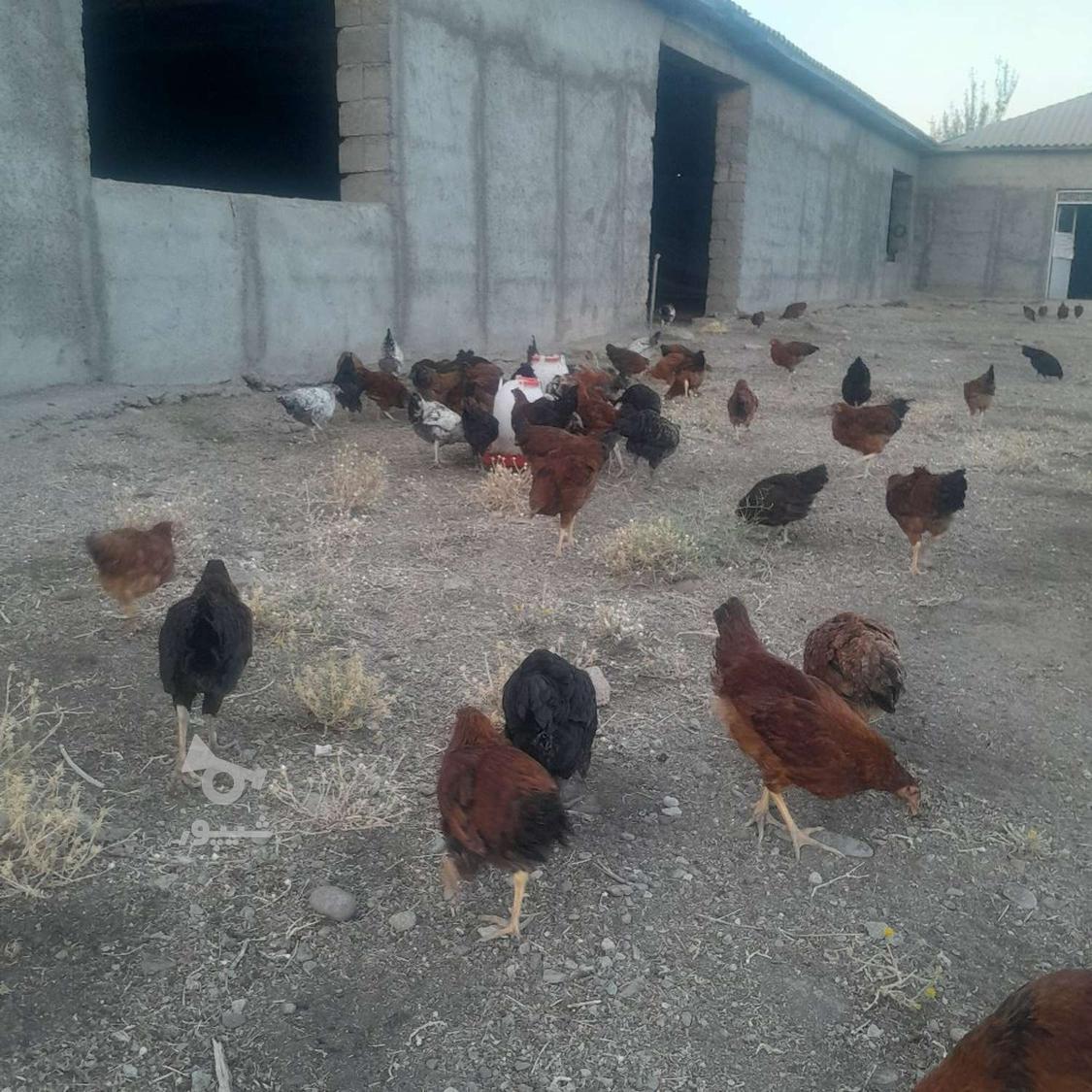 250 تا مرغ خروس