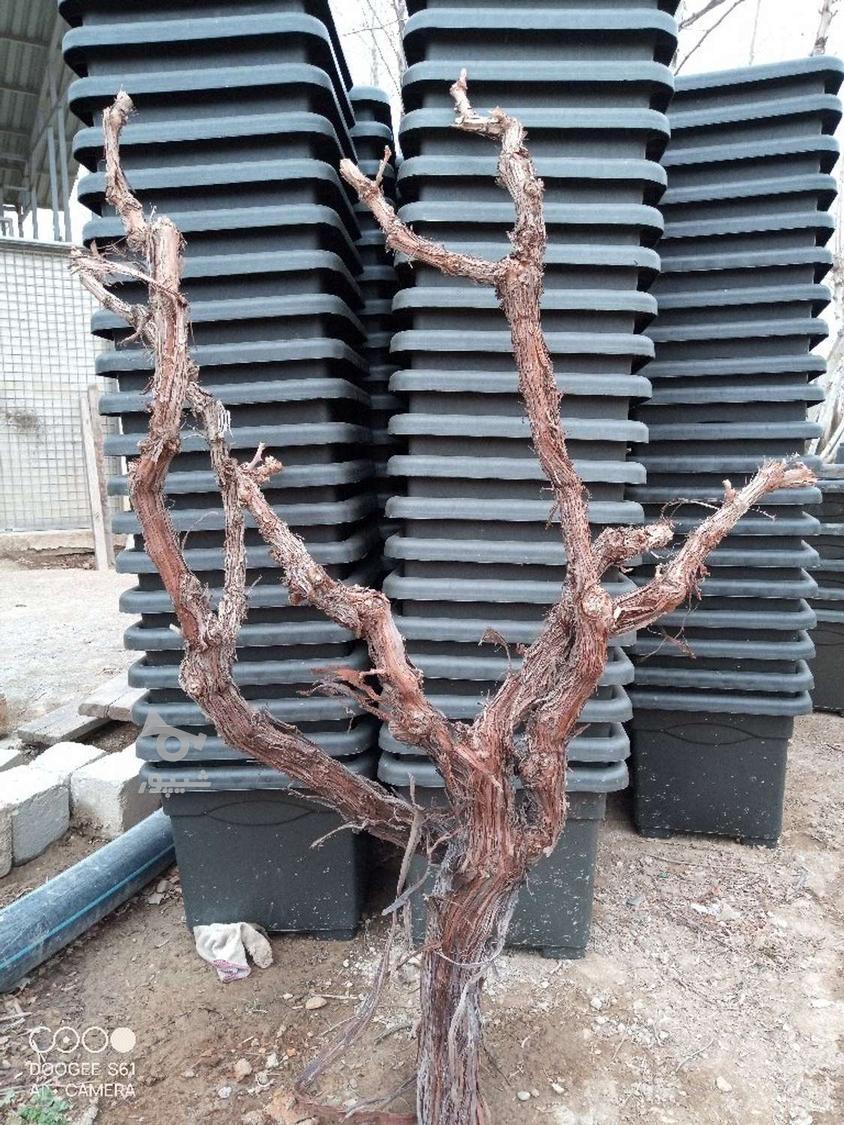 چوب تنه انگور عمده