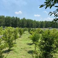 فروش زمین 570 متر در بولیده