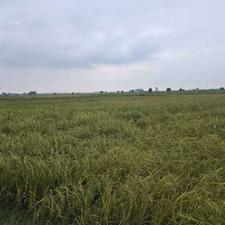 فروش زمین کشاورزی 4000 متری در دشت سر تمسک