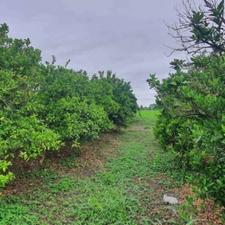 فروش باغ پرتغال 600 متر در جاده بابل-بهنمیر