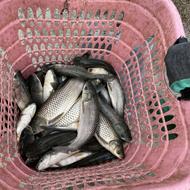 فروش بچه ماهی آمور