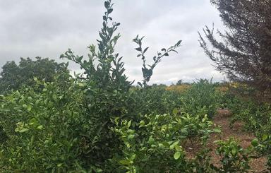 فروش زمین کشاورزی باغ 4400ذغال چال