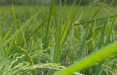 فروش زمین مسکونی 125 متر در مغان ده