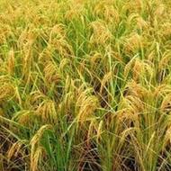 15500 متر شالیزار تسطیح اراضی شده