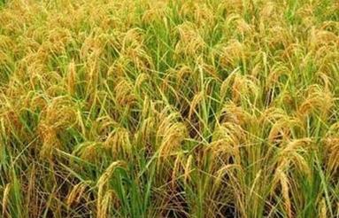 15500 متر شالیزار تسطیح اراضی شده