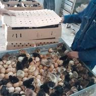 جوجه گلپایگانی یک روزه و جوجه اردک پکنی یک روزه