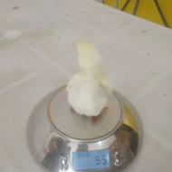 فروش عمده و جزئی جوجه گوشتی یکروز نژاد راس و آرین و...