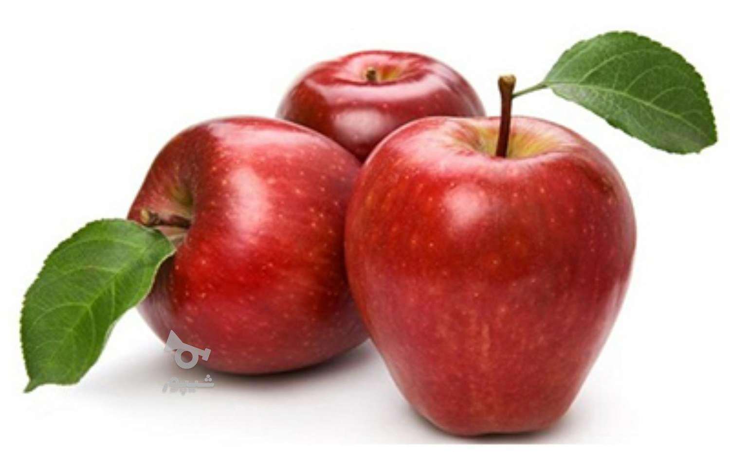 کارگر برای چیدن سیب - بایزیدی