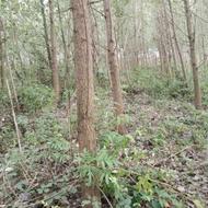 خریدار درخت صنوبر