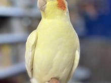 طوطی عروس هلندی سخنگو و رام و چلوندنی انواع رنگ اموزش دیده در شیپور