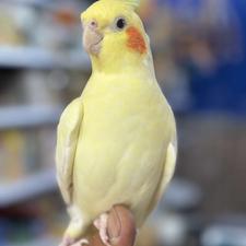 طوطی عروس هلندی سخنگو و رام و چلوندنی انواع رنگ اموزش دیده