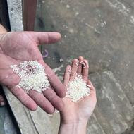 خرید و فروش انواع برنج به قیمت تولید کننده