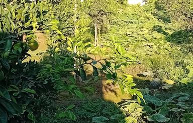 فروش زمین مسکونی 270 متر در جاده کیاکلا