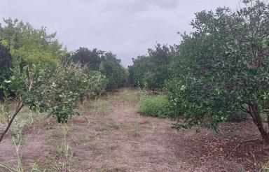 فروش زمین کشاورزی باغی 2500 متر در هلی باغ