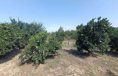 معاوضه فروش2000مترباغ مرکبات2نبش+سندجاده دریاماهفروزمحله