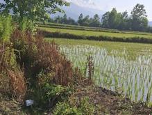 فروش زمین کشاورزی 2000 متر در بحر کمربندی رودسر در شیپور