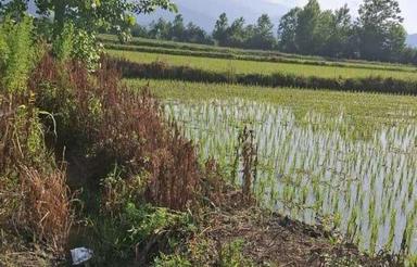 فروش زمین کشاورزی 2000 متر در بحر کمربندی رودسر