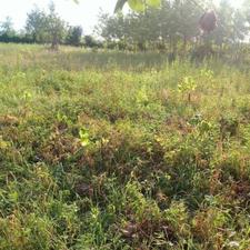 زمین باغ400متر صومعه سرا طاهرگوراب