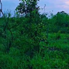 زمین مسکونی 260 متر