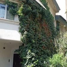 اجاره ویلا 250 متر کوی یاس سوهانک