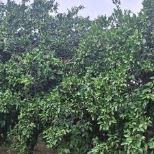 باغ مرکبات 1500 متر در جاده دریا