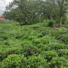 فرصت استثنایی برای سرمایه گذاری در شهر زیبای لاهیجان!