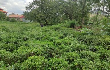 فرصت استثنایی برای سرمایه گذاری در شهر زیبای لاهیجان!