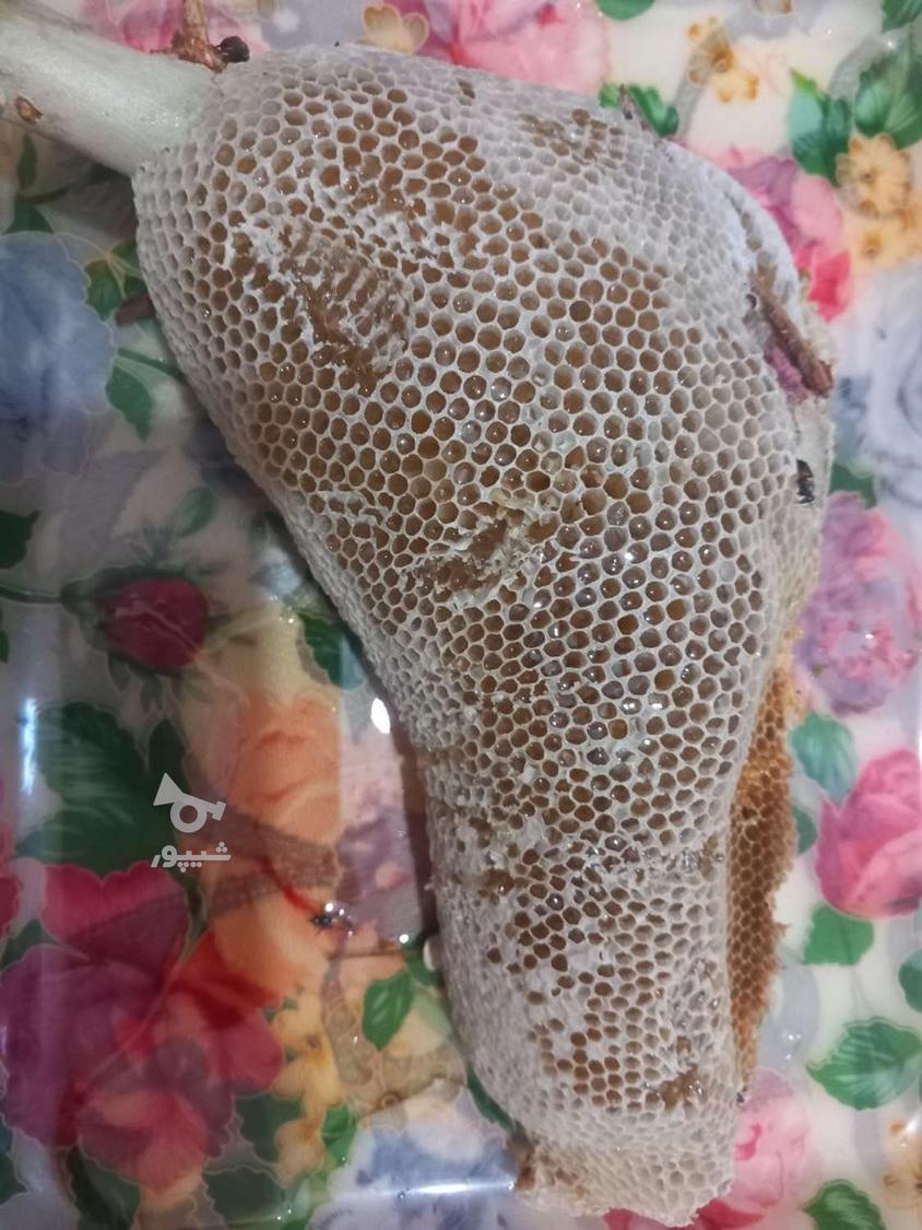 عسل کوهی طبیعی وحشی