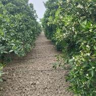 علف زنی و روتوری با کلتیواتور