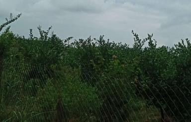 فروش زمین کشاورزی 1600 متر در مرکز شهر