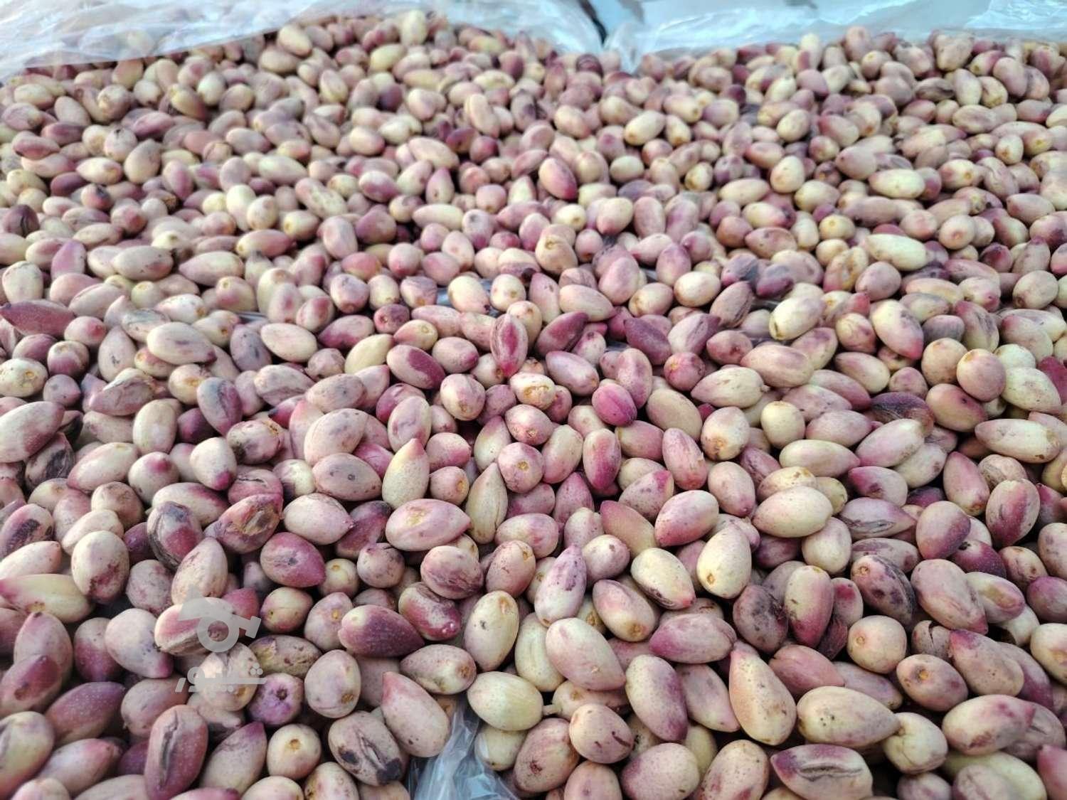 پسته تازه درجه یک منطقه