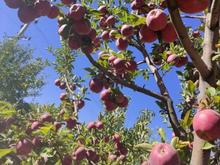 فروش زمین کشاورزی 38000 متر در مراغه در شیپور