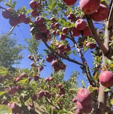 فروش زمین کشاورزی 38000 متر در مراغه