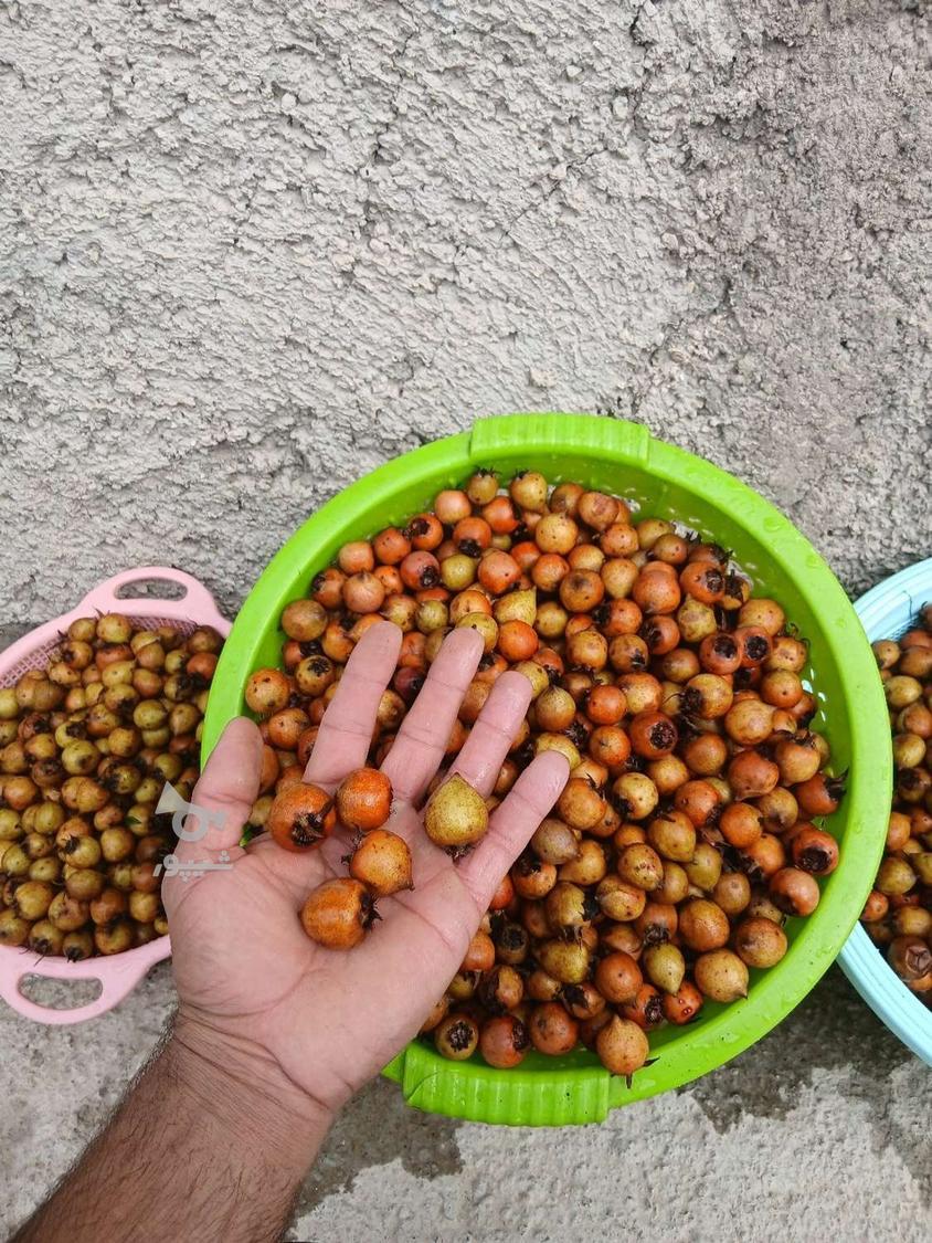 کاندس شور درجه یک امساله خوشمزه