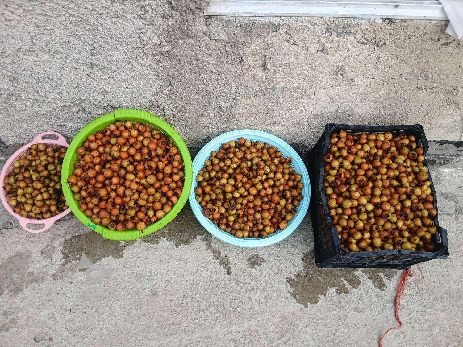 کاندس شور درجه یک امساله خوشمزه